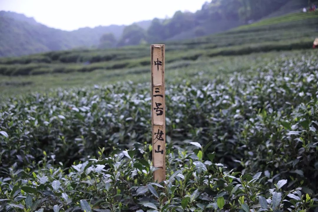 龙井茶每日一茶,龙井茶一天中最佳饮茶时间