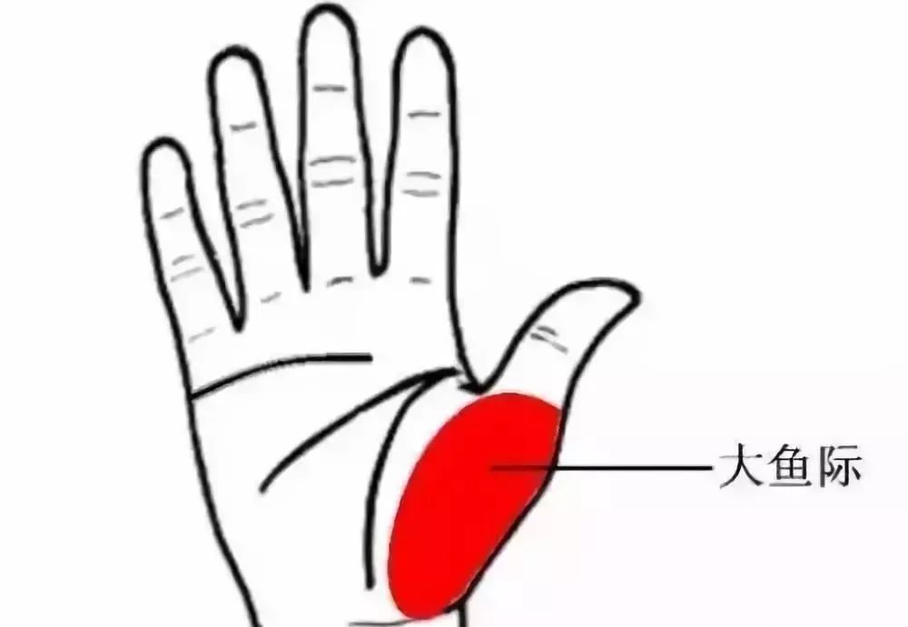 手上这块肉一看就知身体好不好,手掌上这块肉身体问题一看就知道