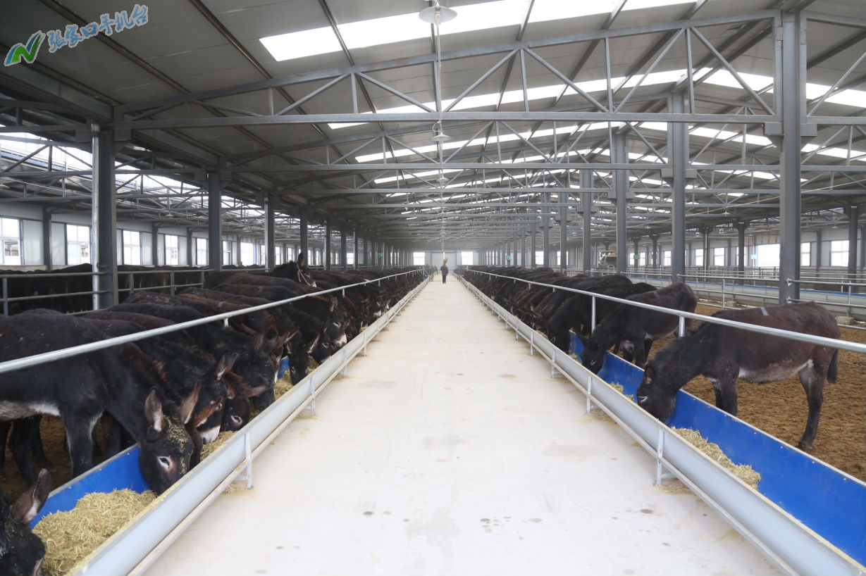 驴脱贫致富新路径,脱贫攻坚养殖致富新路子