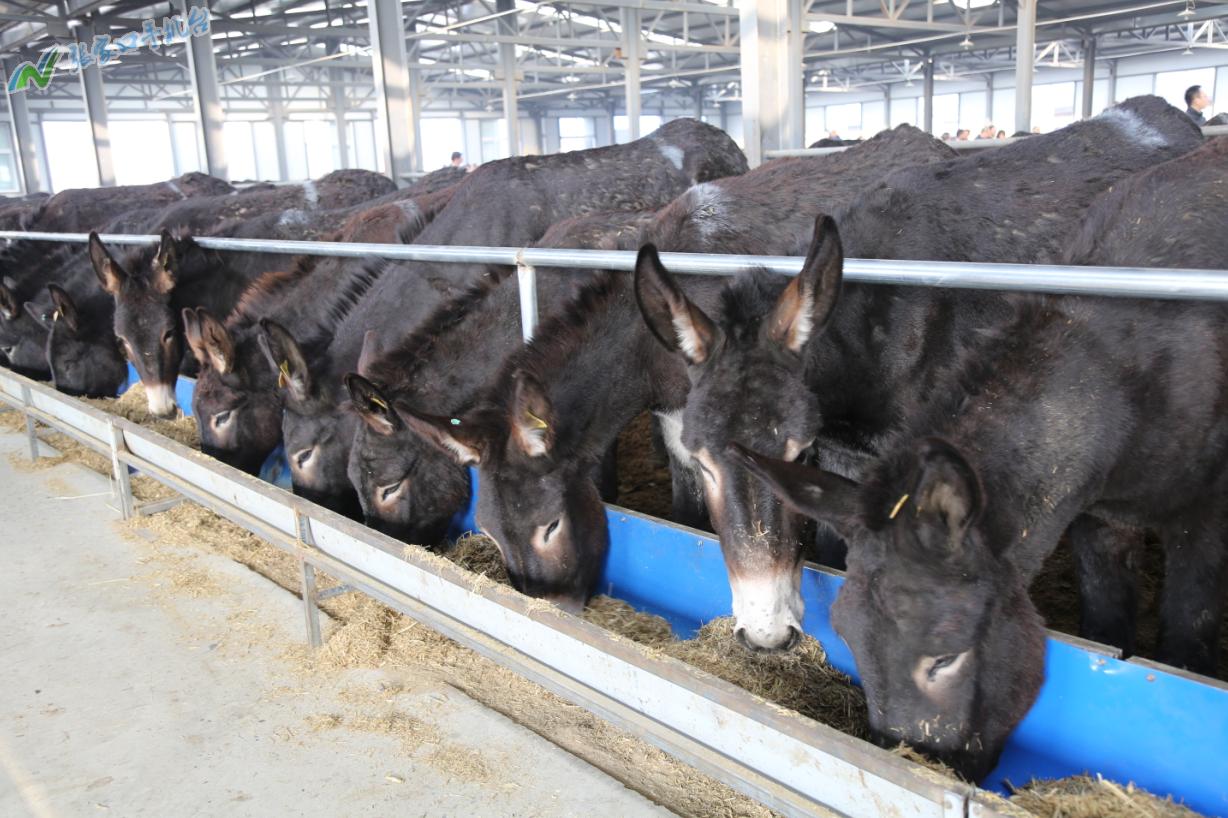 驴脱贫致富新路径,脱贫攻坚养殖致富新路子