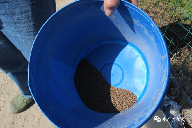 育蟹苗一年赚多少,蟹苗培育基地优惠