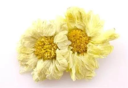 芳草百味｜想要清热泻火，菊花和野菊花哪一个更适合你？这些你可能不知道！