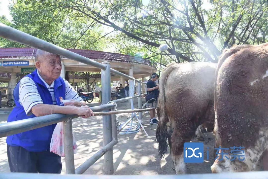 相牛78载！东莞有个金牌“牛经纪”！央视聚焦，看东莞百年牛墟魅力