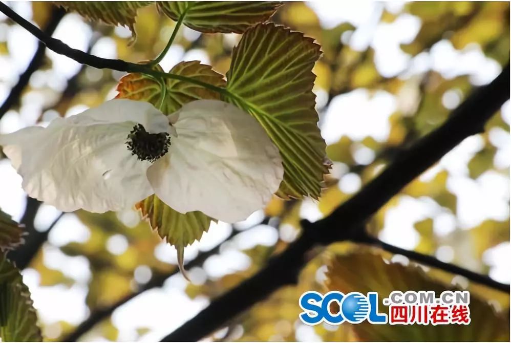 万里长江第一城宜宾市,宜宾万里长江第一城