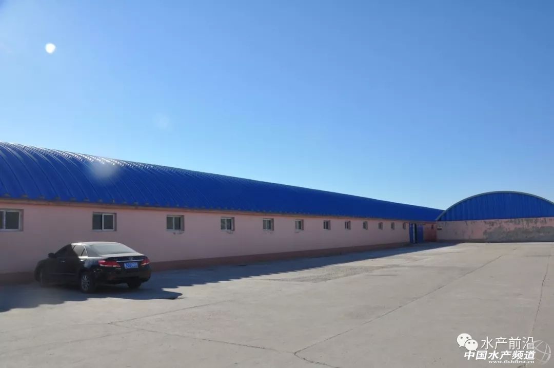 好虾苗如何定义?十年忠实粉丝告诉你这尾虾的优势