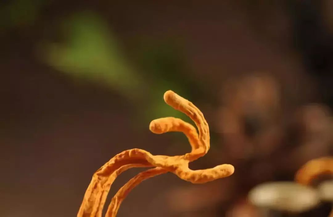 冬虫夏草保健食品监管,冬虫夏草被踢出药典