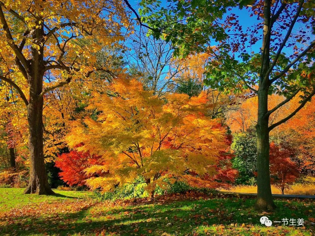 嗜铬细胞瘤有长寿之命吗,嗜铬细胞瘤属于罕见病吗