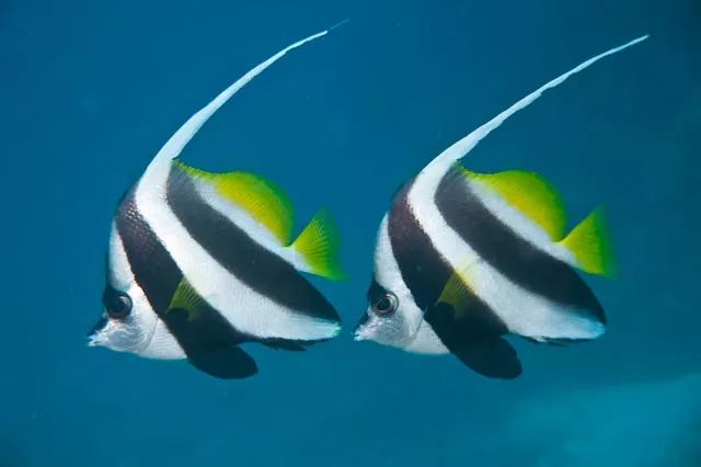 海水小百科毯子蟹,海水小百科菇菇珊瑚