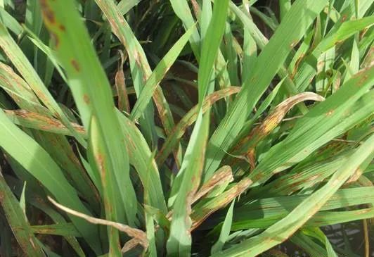 治疗内吸性杀菌剂十大排名,保护性杀菌特效药