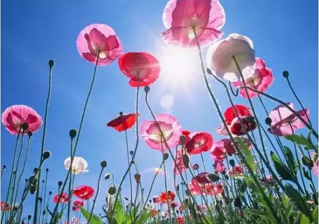 成都可以带娃钓鱼烧烤的农家乐,推荐好的农家乐成都