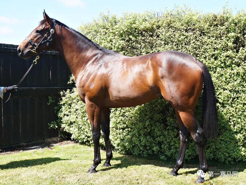 「买马」莱德旗下赛驹拍出高价，中国马主团豪砸重金购入佳驷，新西兰卡拉卡两岁受训马拍卖会隆重开槌