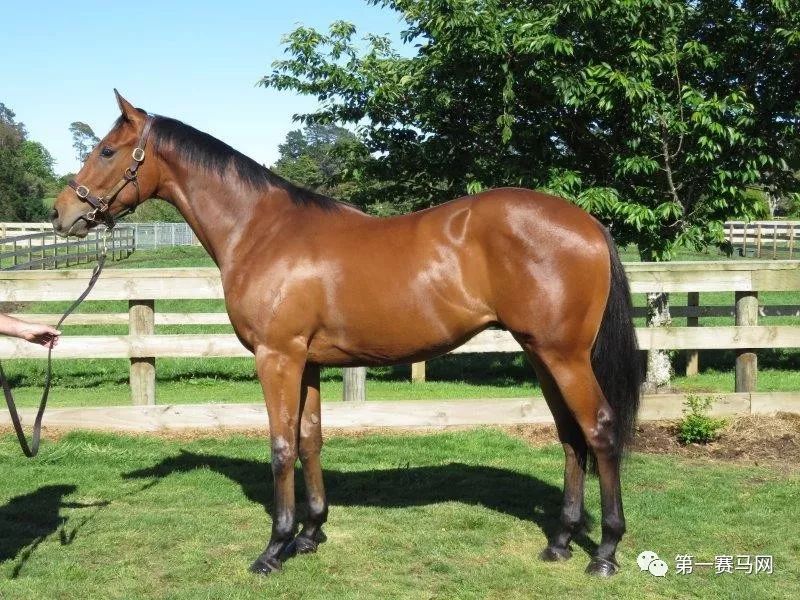 「买马」莱德旗下赛驹拍出高价，中国马主团豪砸重金购入佳驷，新西兰卡拉卡两岁受训马拍卖会隆重开槌