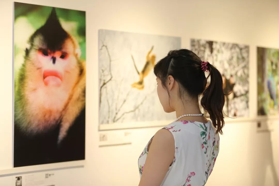 这么多大师，你打算带哪个回家？