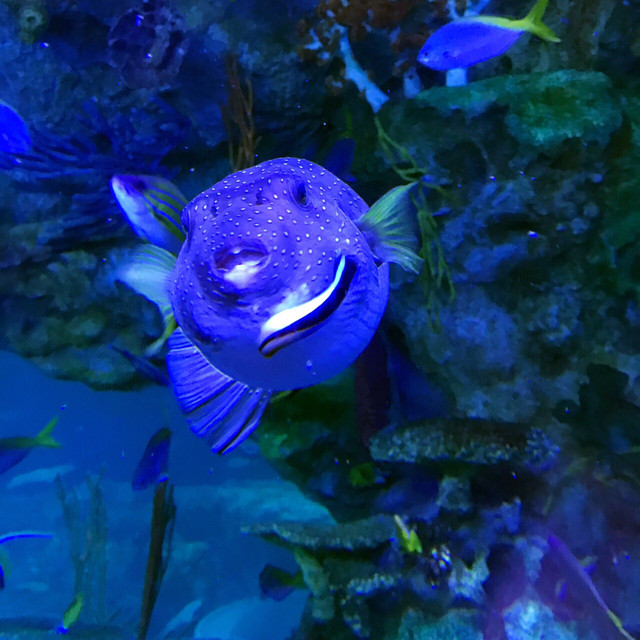 长隆珠海海洋王国网红打卡,珠海长隆海洋王国哪里买门票便宜