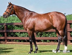 「特稿」数一数，谁是最强的世界纯血种公马？