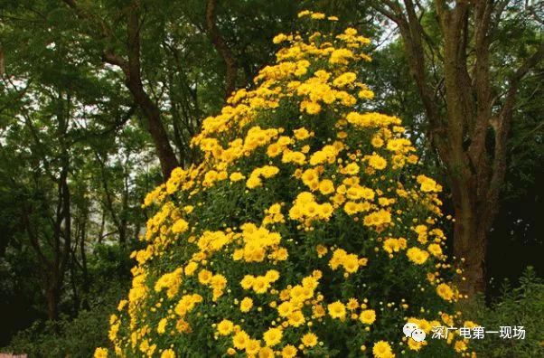 深圳东湖公园菊花展结束,深圳东湖公园菊花展延期