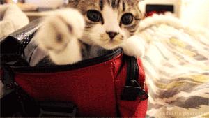 记住我翻译成英文,sorrymyenglishispoor