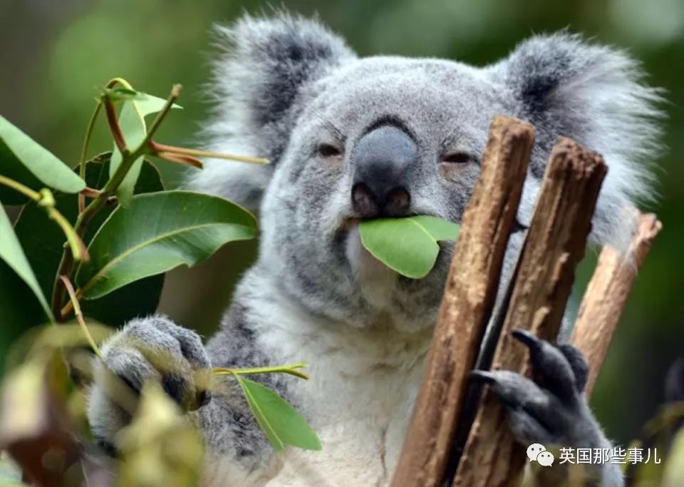 兔兔这么可爱为什么要吃它,兔兔这么可爱为什么要吃兔兔呢