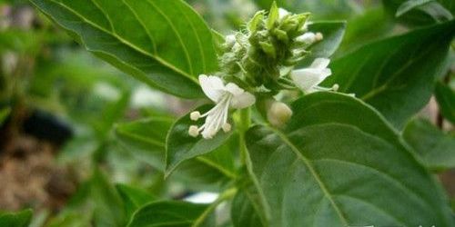 九层塔什么地方有卖,九层塔在超市有卖吗