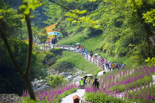 成都周边野花,成都周边花谷景区推荐