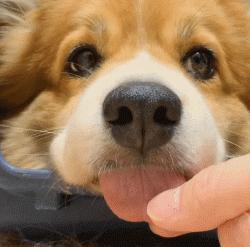 狗狗舌头的秘密居然有7个,汪星人有哪些秘密