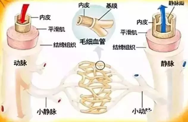 什么中药泡水喝对心血管有好处,三种中草药泡水治疗冠心病
