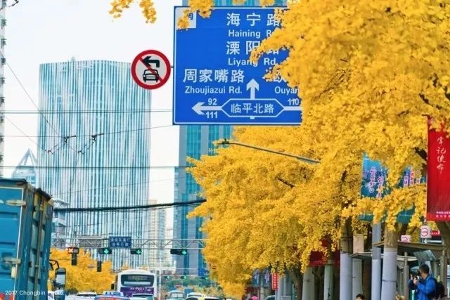 银杏打卡景点,成都周边打卡最美银杏观赏地