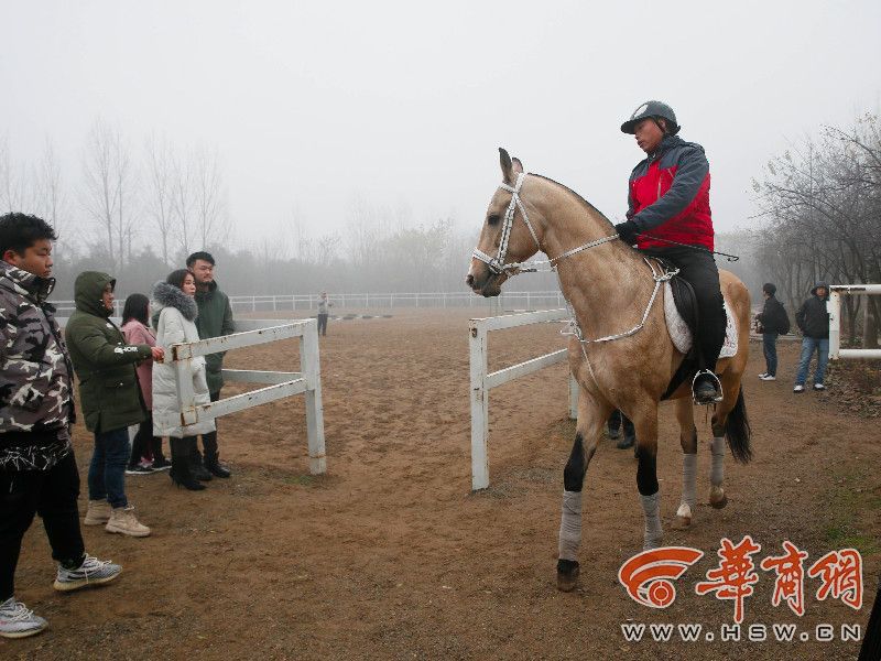 汗血宝马700万元,汗血宝马几万一匹