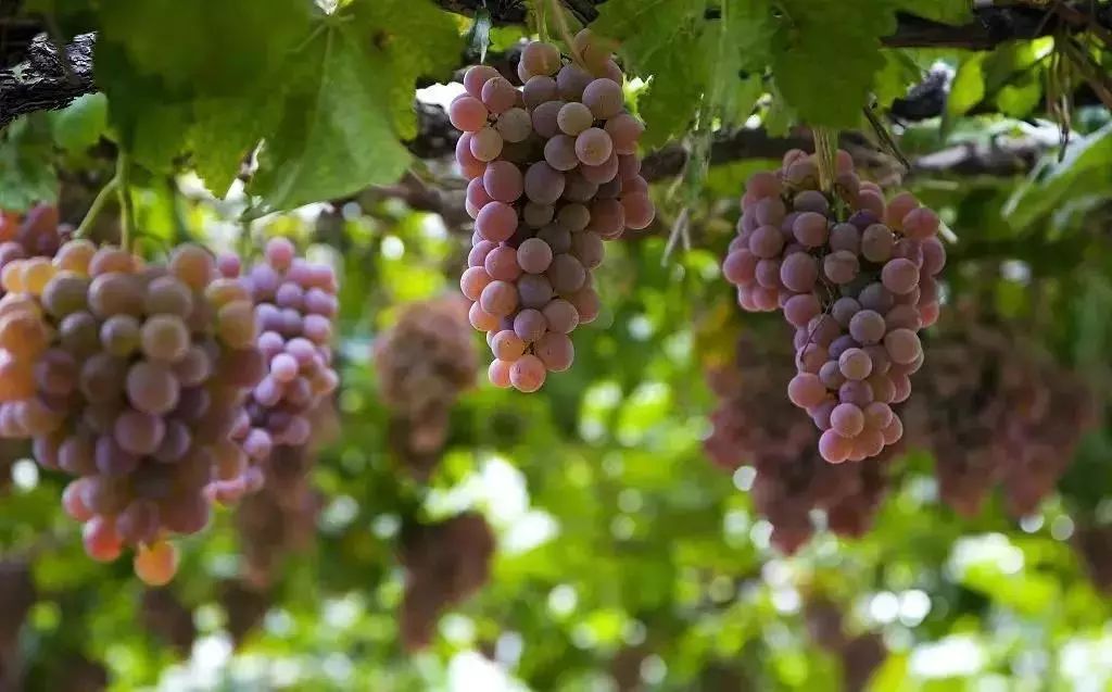 上海浦江郊野公园春节开放吧,上海浦江郊野公园一日游攻略大全