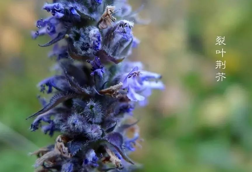 「百草园」芳香之息不减神奇药效——裂叶荆芥(八十四)