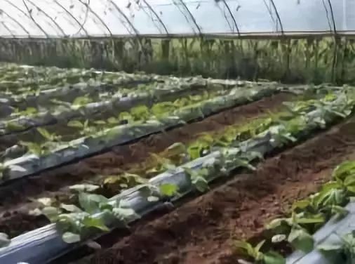 大棚薄膜覆盖好不好,蔬菜大棚的地膜用什么膜好