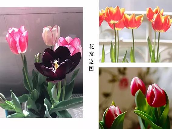 闲时赏花听歌静时看书喝茶,一处悠闲安静的好去处