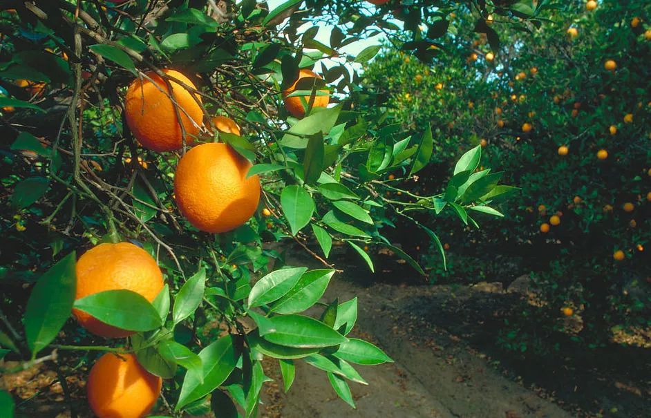 买2送1香水柔情身体乳500ml,买1送2温和舒缓棒