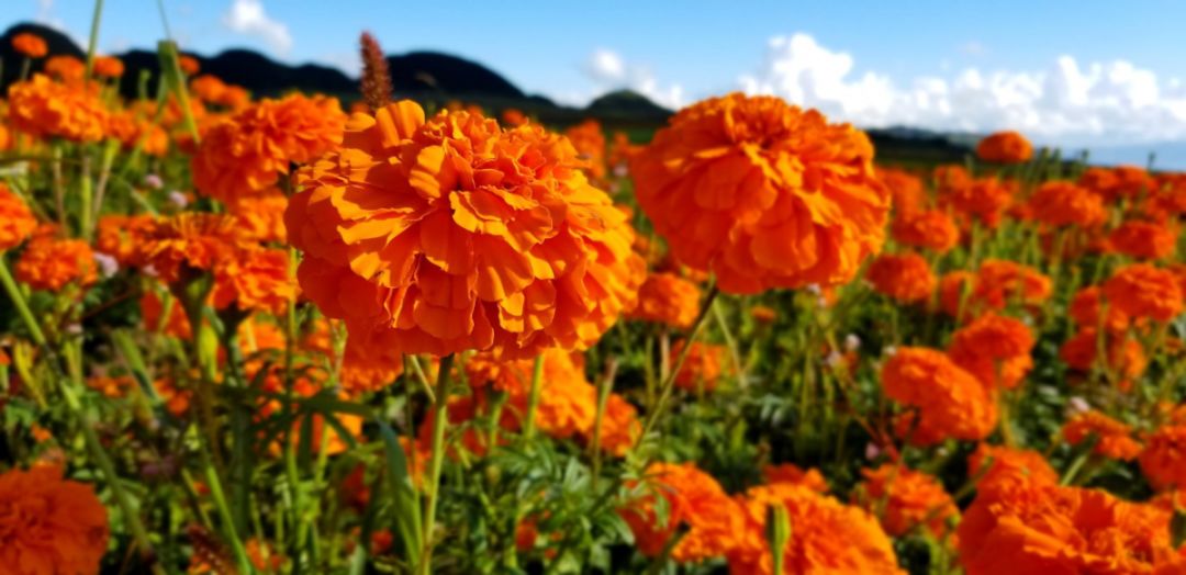 蒙自的城市风光,蒙自最美风光