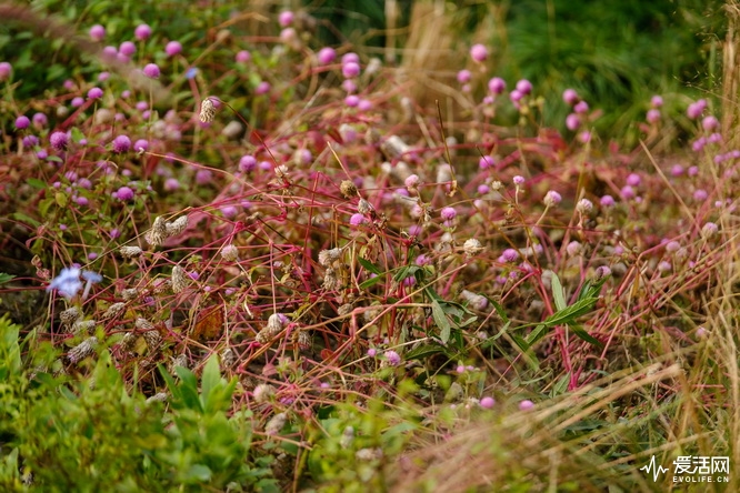 性价比之王富士x-t30无反相机推荐,富士xt3全面评测