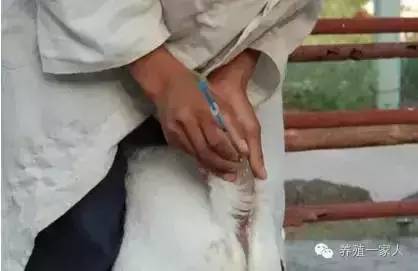 手把手教如何给羊注射药图文详解？