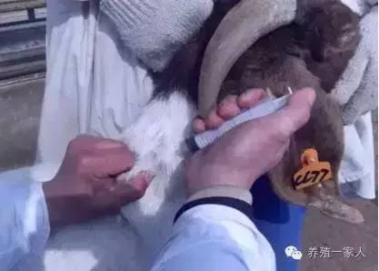 手把手教如何给羊注射药图文详解？
