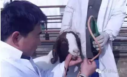 手把手教如何给羊注射药图文详解？
