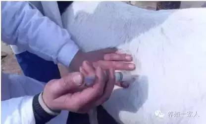 手把手教如何给羊注射药图文详解?