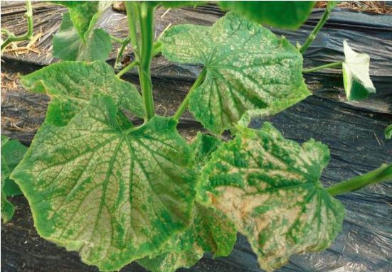 大棚氨气中毒怎么治疗,刚定植的黄瓜苗氨气中毒怎么办