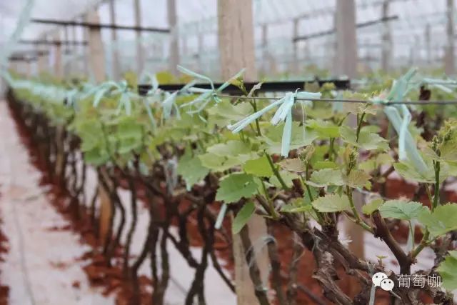 葡萄氮肥的作用及施用方法,一棵葡萄施多少氮肥最好