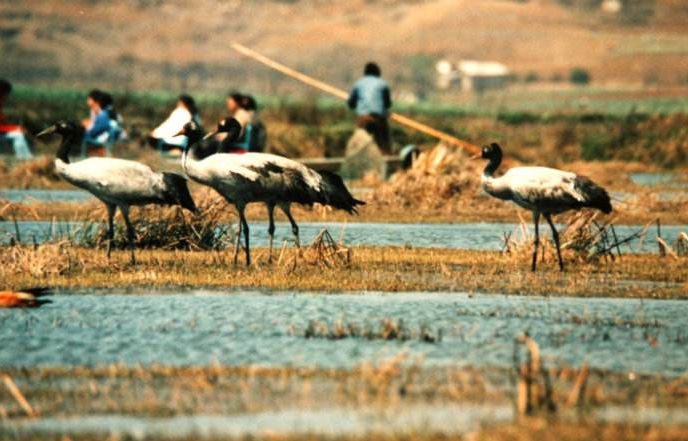 威宁草海一日游最佳攻略,威宁草海之旅