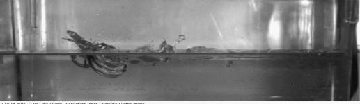 快瞧那只壁虎！它会“凌波微步”