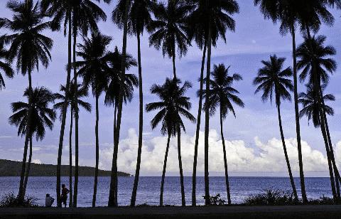 神奇的椰子油,各路明星疯狂打call的精致海鲜