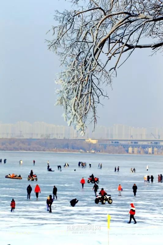 2019个大雪人儿已现身!今冬松花江沿儿热闹了|绵延6公里的江上冰雪嘉年华,冬泳浴场等你来……