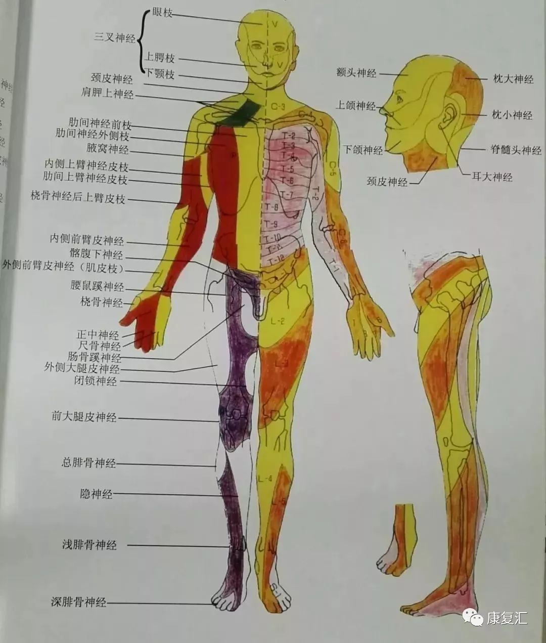 神经康复的治疗,神经松动术治疗什么