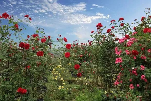遵义市景区免费名单,遵义景区最新消息