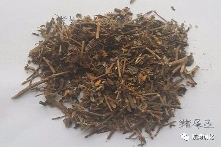 医生报道三七伤肝是真的吗,三七伤肝还是护肝