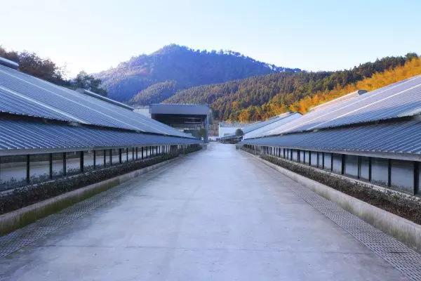 丁磊是什么时候开始养猪的,网易游戏丁磊为什么还养猪