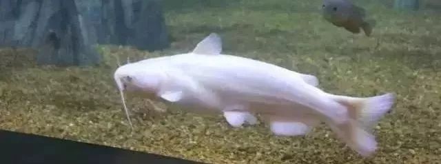 鱼种法拉利,观赏鱼有多美